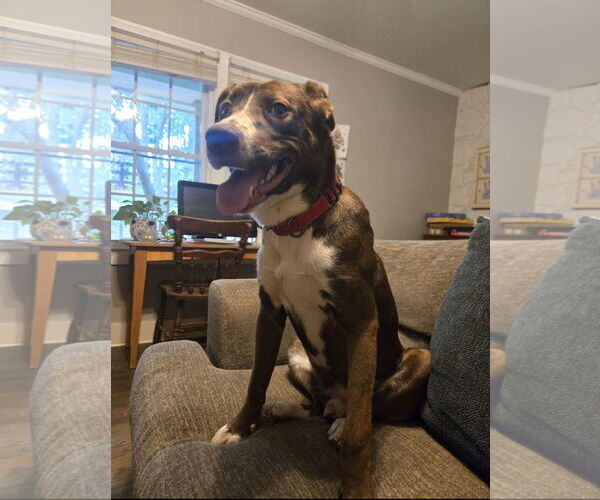 Medium Photo #1 Labrador Retriever-Unknown Mix Puppy For Sale in Ball Ground, GA, USA