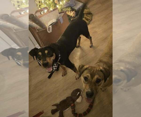 Medium Photo #5 Mutt Puppy For Sale in Plainfield, IL, USA