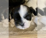 Puppy Puppy 2 Picasso Shih Tzu