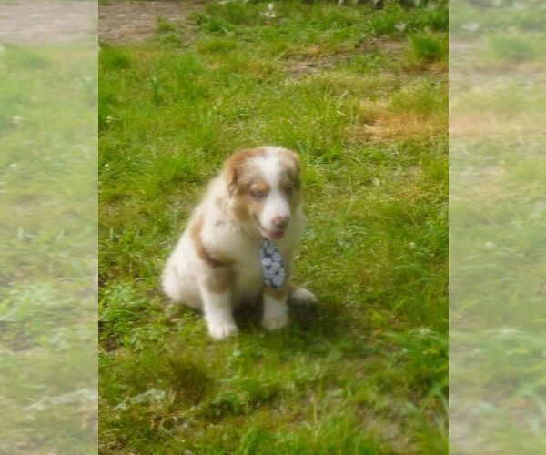 Medium Photo #9 Miniature Australian Shepherd Puppy For Sale in BROCKTON, MA, USA