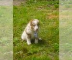 Small #8 Miniature Australian Shepherd