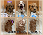 Small Cavapoo (Miniature)