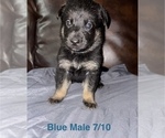 Image preview for Ad Listing. Nickname: Litter of 7