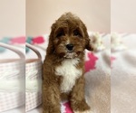 Small Photo #12 Cavapoo Puppy For Sale in SYLMAR, CA, USA