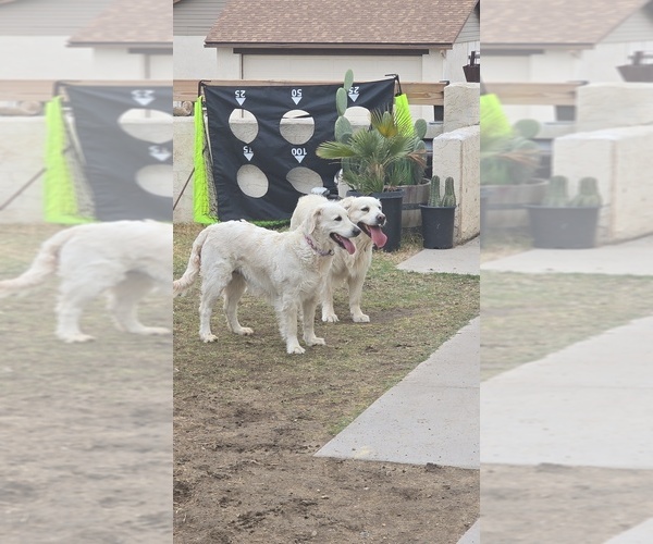 Medium Photo #1 English Cream Golden Retriever Puppy For Sale in BAGDAD, AZ, USA