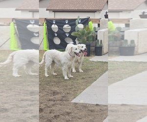 Mother of the English Cream Golden Retriever puppies born on 01/28/2026