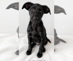 Small Photo #6 Mutt Puppy For Sale in Pottstown, PA, USA
