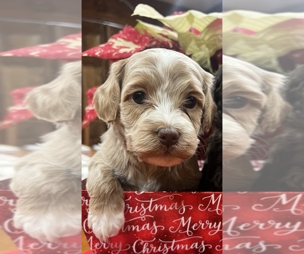 Medium Photo #1 Whoodle (Miniature) Puppy For Sale in DOSS, MO, USA
