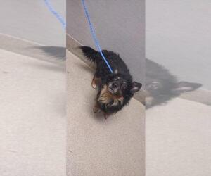 Chihuahua-Unknown Mix Dogs for adoption in Las Vegas, NV, USA