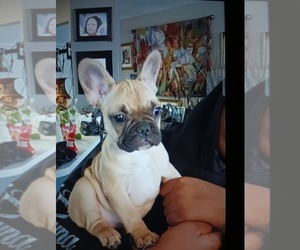 French Bulldog Puppy for sale in DENVER, CO, USA