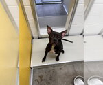 Small Mutt