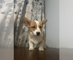 Small #72 Pembroke Welsh Corgi