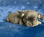 Small #2 French Bulldog