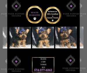 Yorkshire Terrier Puppy for Sale in WARSAW, Indiana USA