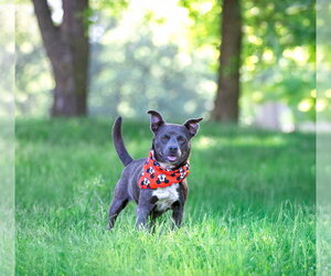Chihuahua-Unknown Mix Dogs for adoption in Unionville, PA, USA