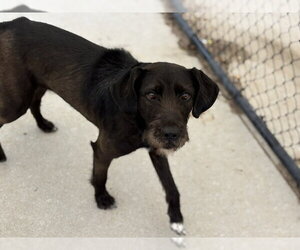 - Mix Dogs for adoption in Tulsa, OK, USA