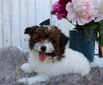 Small Photo #7 Pom-A-Poo-Poodle (Miniature) Mix Puppy For Sale in HONEY BROOK, PA, USA