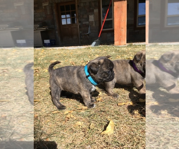 Medium Photo #9 Buggs Puppy For Sale in AFTON, WY, USA