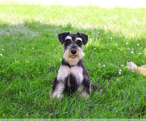 Schnauzer (Miniature) Puppy for sale in SYRACUSE, IN, USA