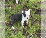 Small Photo #2 Boston Terrier Puppy For Sale in NEWBURY, MA, USA