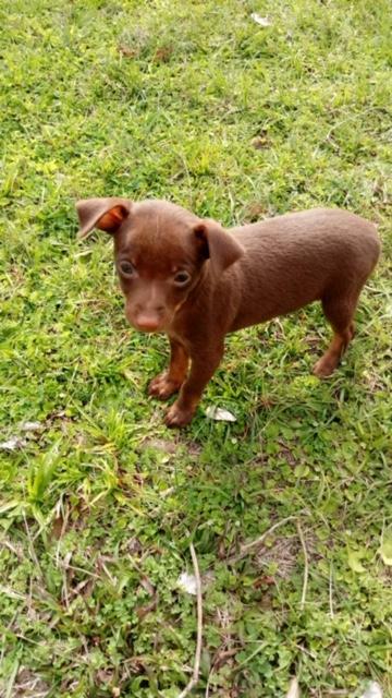 Medium Photo #1 Miniature Pinscher Puppy For Sale in BELL, FL, USA