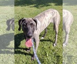 Small #1 Great Dane