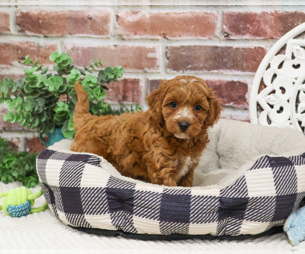 Medium Photo #14 Cavapoo (Miniature) Puppy For Sale in SYRACUSE, IN, USA