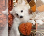Small Photo #34 Pomsky Puppy For Sale in GOLDEN VALLEY, AZ, USA