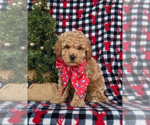 Miniature Labradoodle Puppy for sale in OXFORD, PA, USA