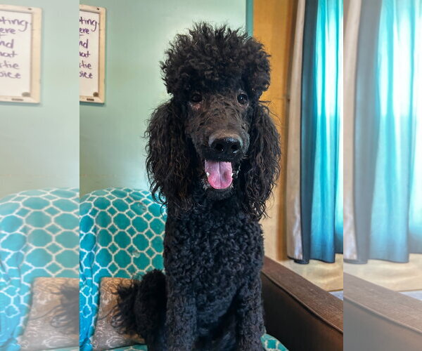 Medium Photo #6 Poodle (Standard) Puppy For Sale in Pacolet, SC, USA