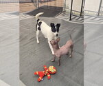 Small #1 Chihuahua