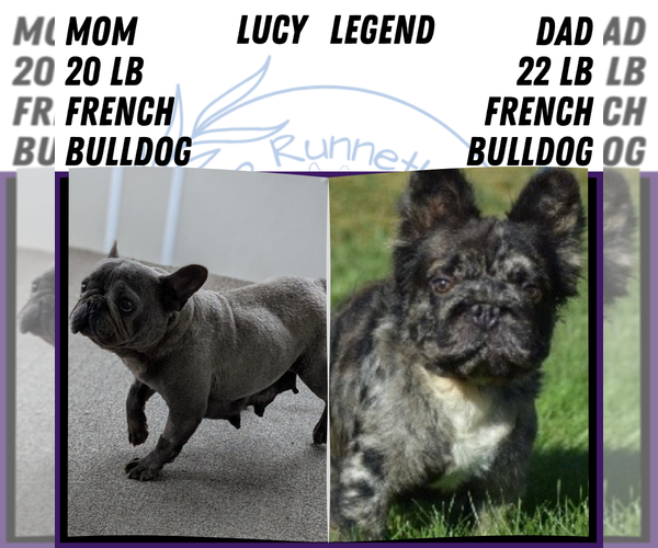 Medium Photo #6 French Bulldog Puppy For Sale in GOSHEN, IN, USA