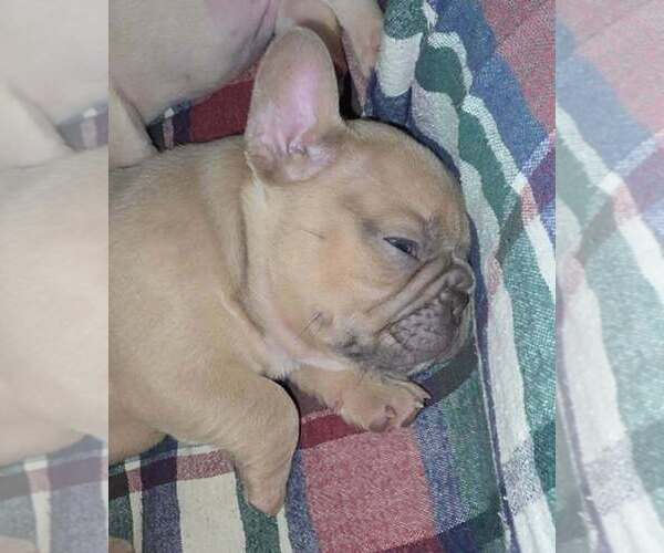 Medium Photo #2 French Bulldog Puppy For Sale in BOSTON, KY, USA