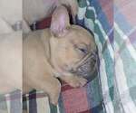 Small #1 French Bulldog