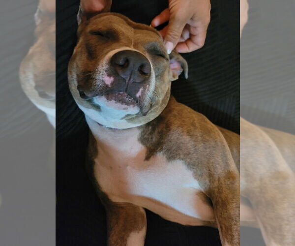 Medium Photo #2 American Staffordshire Terrier-Unknown Mix Puppy For Sale in Wenonah, NJ, USA