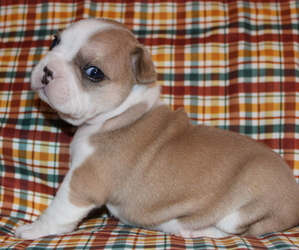 French Bulldog Puppy for sale in PLANT CITY, FL, USA