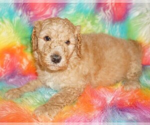 Labradoodle Puppy for sale in LA HABRA, CA, USA