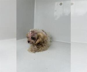 Shih Tzu-Unknown Mix Dogs for adoption in Houston, TX, USA