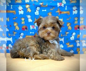 Yorkshire Terrier Puppy for sale in WINNSBORO, LA, USA