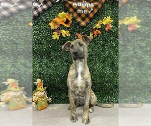 Labrador Retriever-Staffordshire Bull Terrier Mix Dogs for adoption in Grasswood, Saskatchewan, Canada