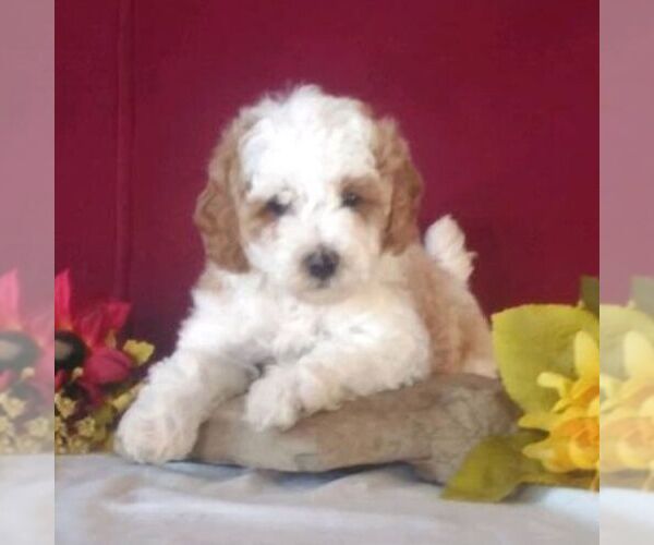 Medium Photo #1 Cavapoo Puppy For Sale in GORDONVILLE, PA, USA