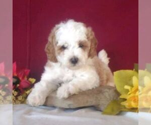 Cavapoo Puppy for sale in GORDONVILLE, PA, USA