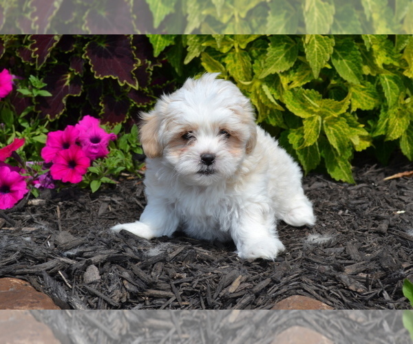 Medium Photo #1 Mal-Shi Puppy For Sale in GREENWOOD, WI, USA