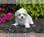 Puppy Bailey Mal-Shi