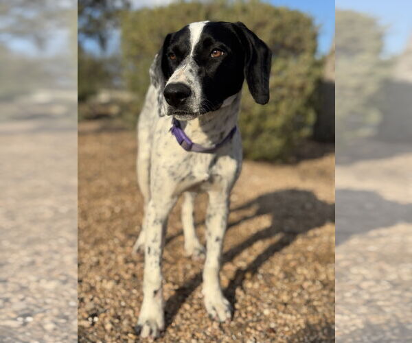 Medium Photo #5 Pointer-Unknown Mix Puppy For Sale in PIPE CREEK, TX, USA