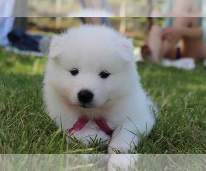 Samoyed Puppy for sale in LATON, CA, USA