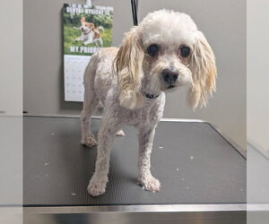 Poodle (Miniature)-Unknown Mix Dogs for adoption in Las Vegas, NV, USA