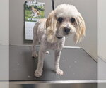 Small Poodle (Miniature) Mix