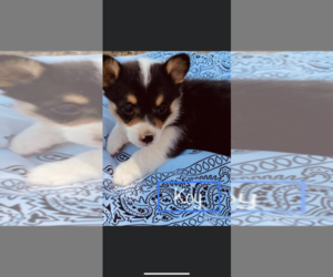 Cardigan Welsh Corgi Puppy for sale in ROSWELL, NM, USA