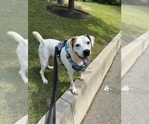 Medium English Foxhound Mix